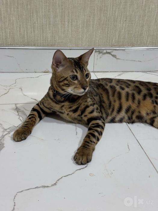 Продаётся бенгальский кот