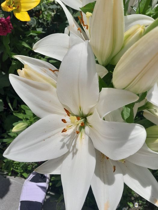 Продам лилии домашние.