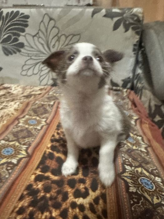 Щеночки чихухуашечки