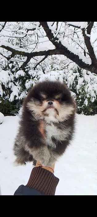 Померан померани