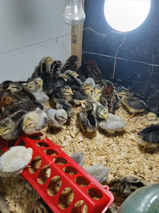 Цыплята недельные