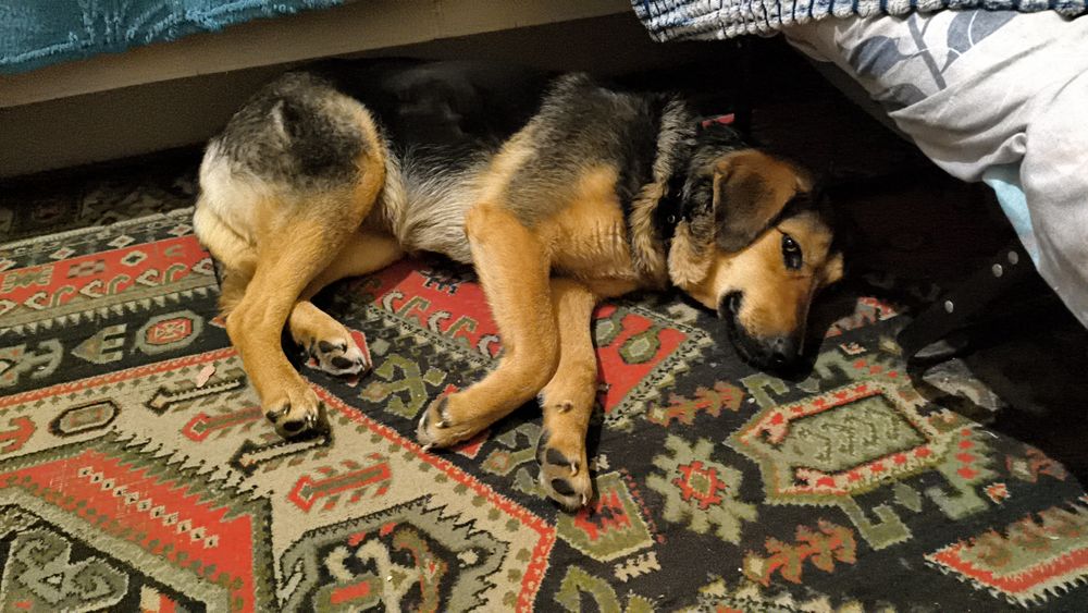 Пропала собака..