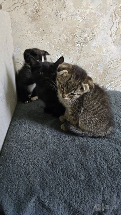 Котята  отдам в хорошые и заботливый  руки