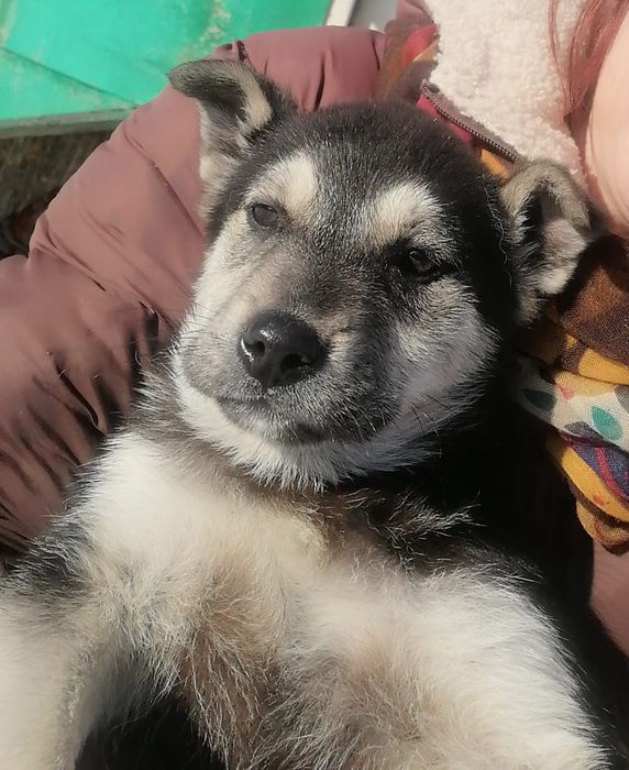 Отдам щенка в добрые руки