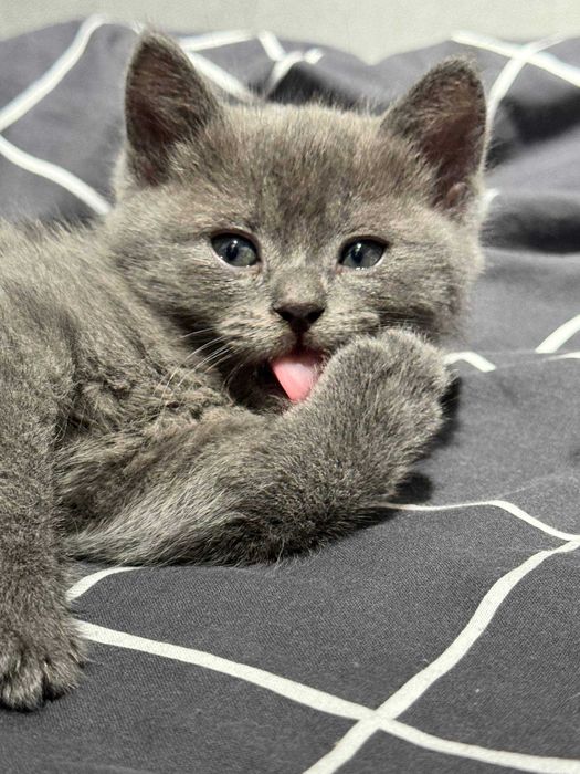 Британский котёнок