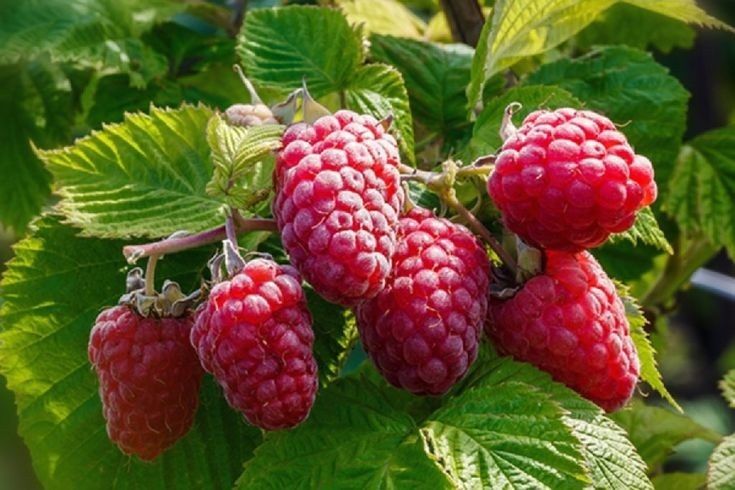 Arbusti Fructiferi (Zmeur Rosu )