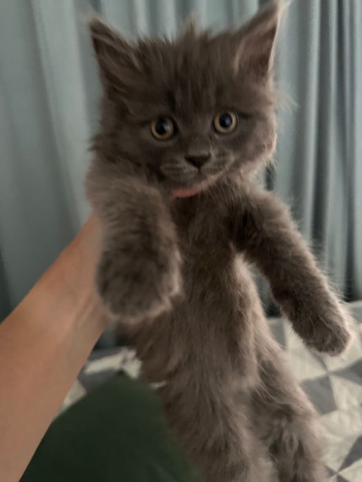 Котенка в добрые руки