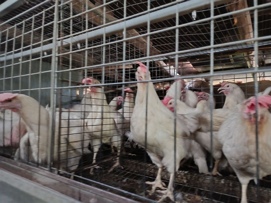 Продаю куры несушки. Tovuqlar sotiladi.