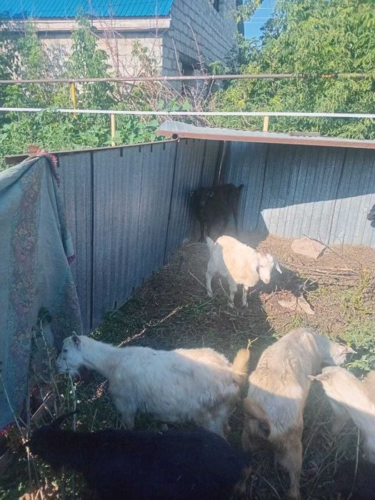 Коза и козлята в Кандыагаче