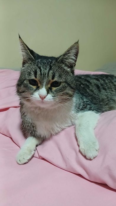 Котик 1 год помесь с шотландской вислоушкой