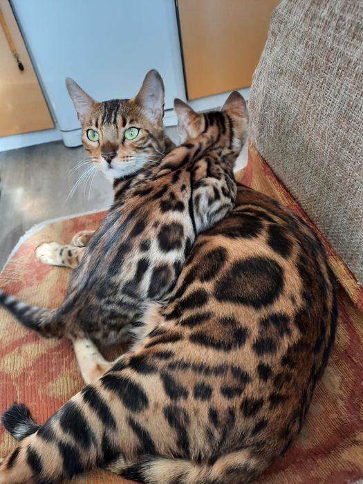 Бенгальские кошки