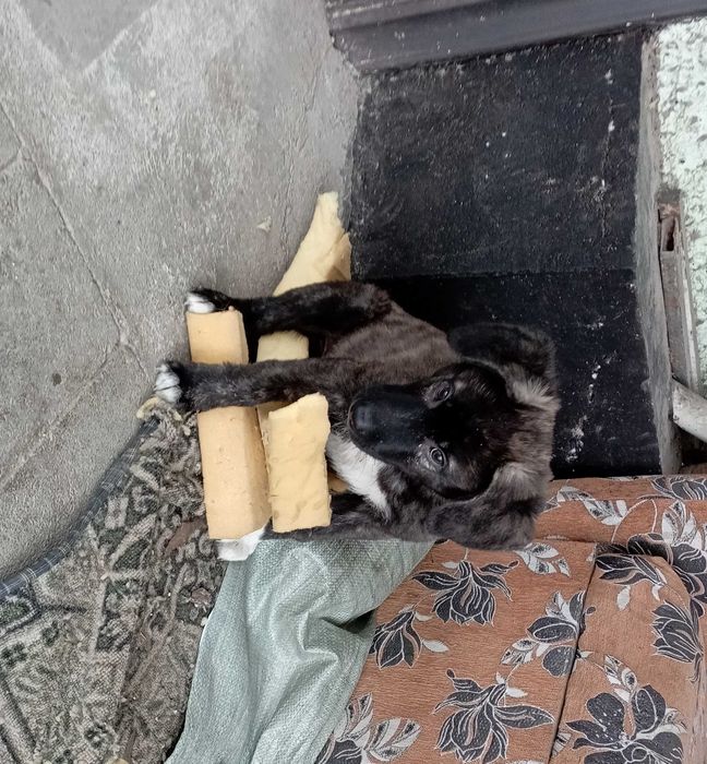 щенок в хорошие руки