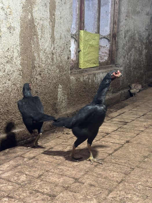 Ганой сотилади йилик товуклар 3,5 кг