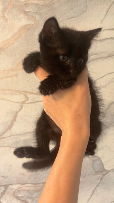 Котенок ищет дом
