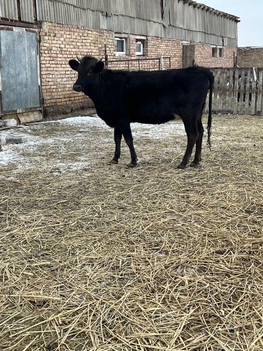 Продам Тёлочку 1.5 года