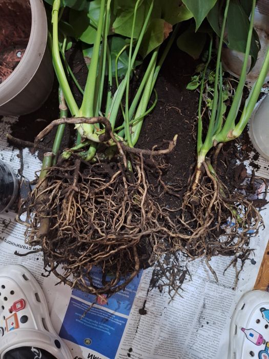 Продам или обменяю 2 монстеры