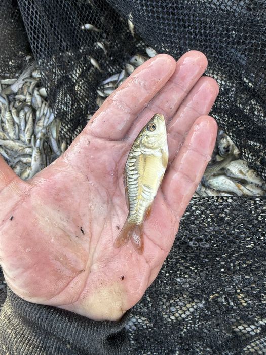 Малёк Сазан Карп Амур