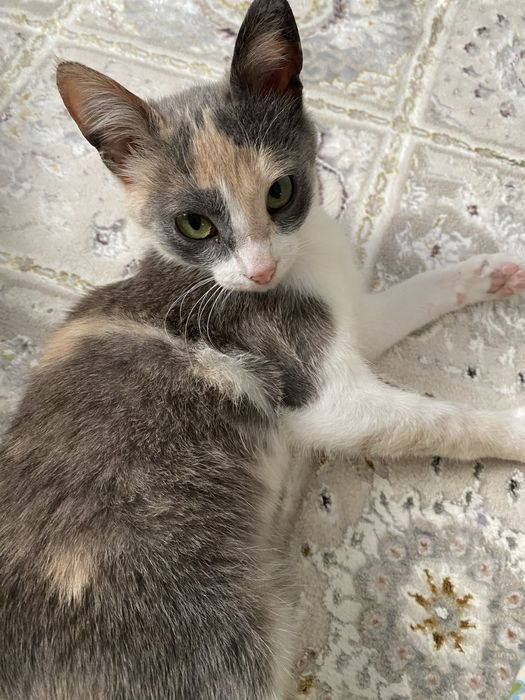 Отдам добрые руки котенка