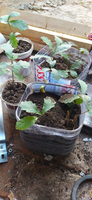 саженцы  дуба  однолетние