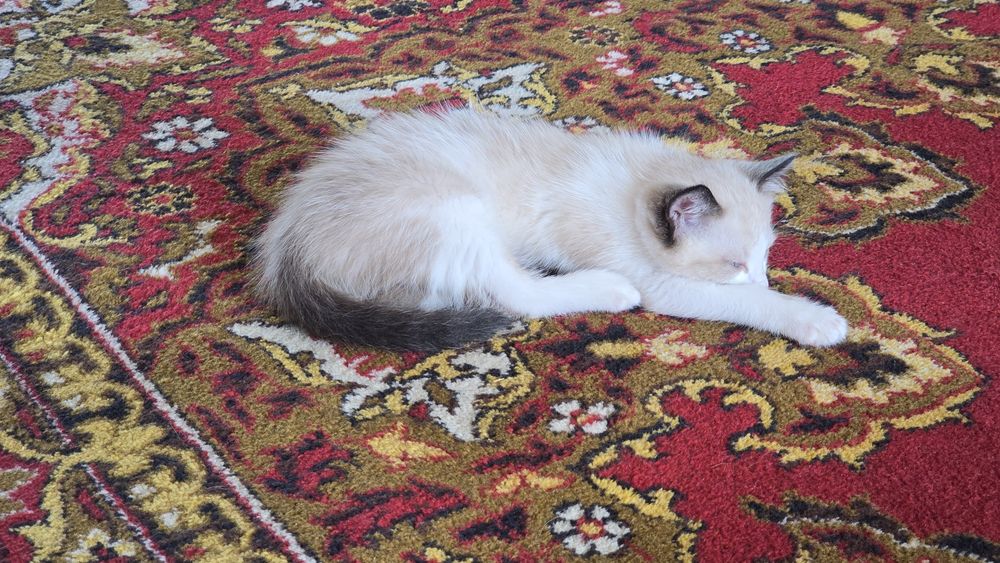 Отдам котенка девочка