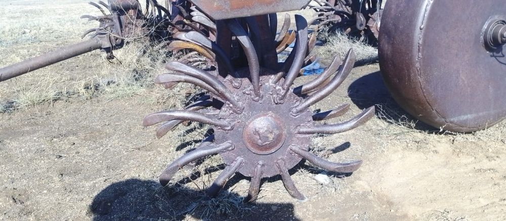 Борана игольчатая