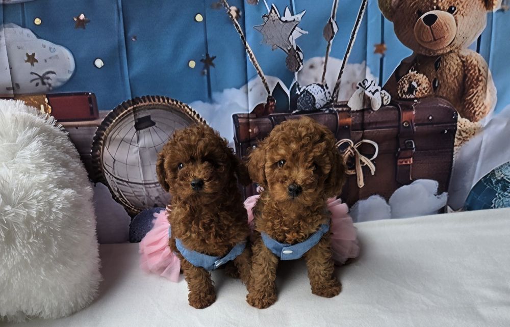 Пудел той Poodle toy с родословие