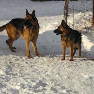 Немецкая овчарка