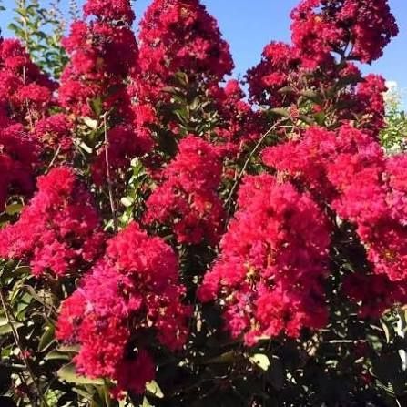 Pomi Ornamentali (Liliac Indian Rosu)