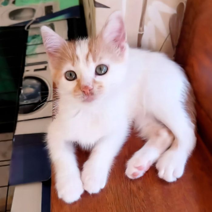 Мъжки котета на 3 месеца търсят дом