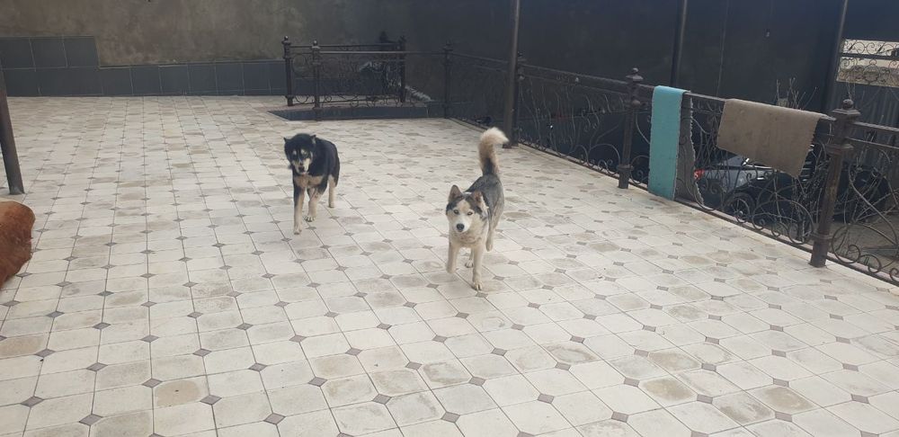 Kafolati bilan soglom