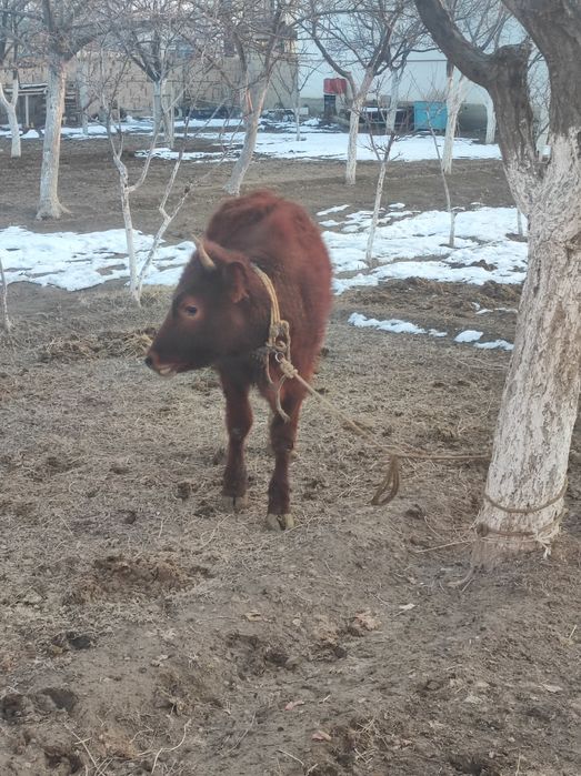 Бұзау сатылады кашар