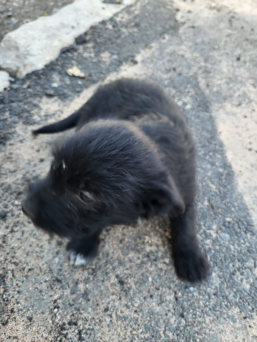 Отдам в дар щенков