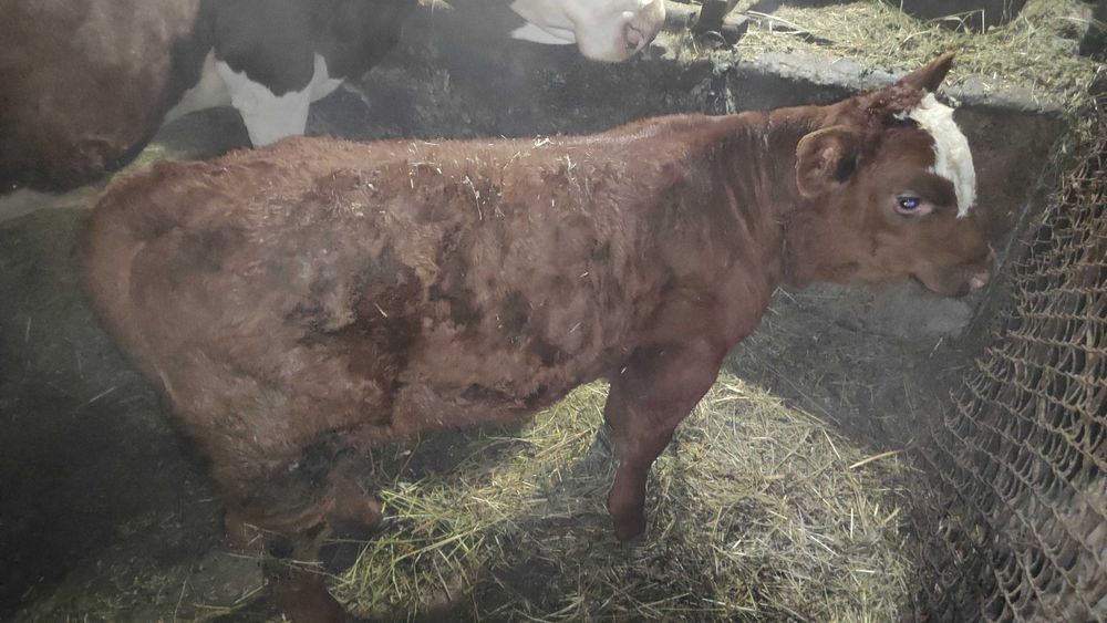 Vând vacă și vițel