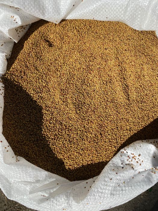 Декускутирано Семе люцерна  Приста 3, 6€