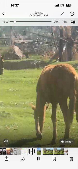 Тай сатылады 6 айлық