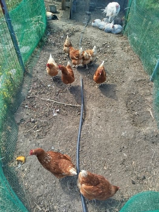 Продам курей и петуха
