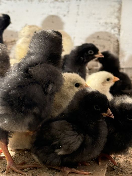 Продам цыплят породы плимутрок