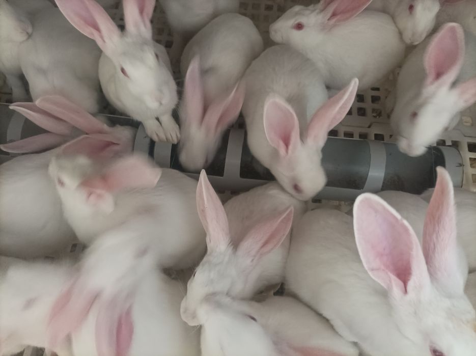 Xikol quyonlar sotiladi