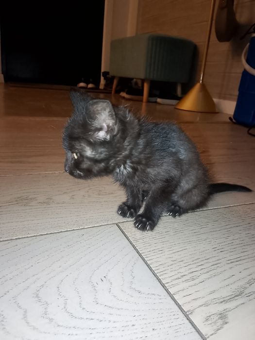 котенка в хорошие руки