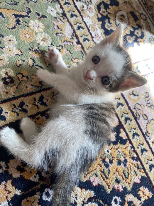 Котята бесплатно