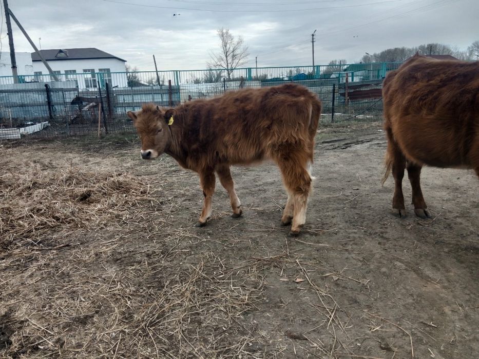 Продам телку годовалую