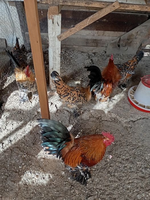 Vând ouă de găini de rasa foarte frumoase de rasă