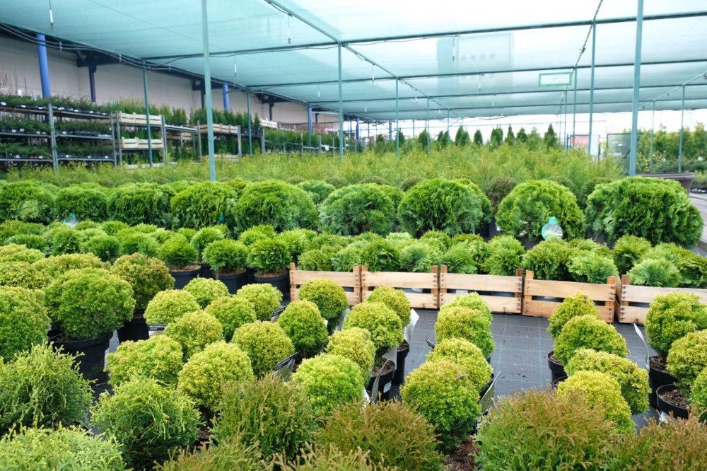 Питомник растений, деревья, кустарники и цветы