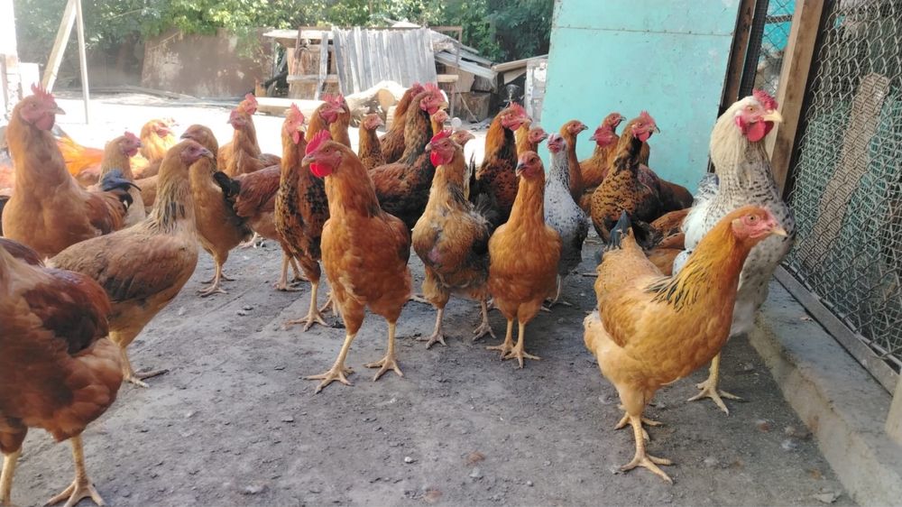 Продам кучинских Петух