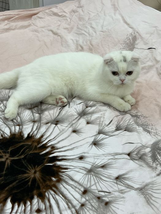 СРОЧНО Продаются котята скоттишь страйт,