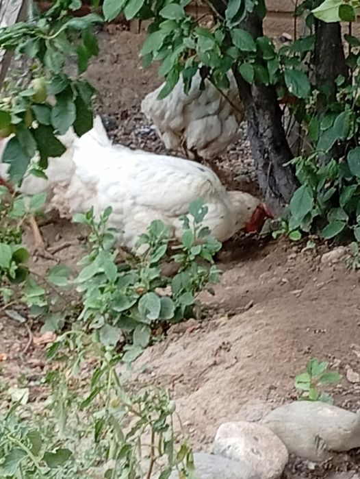 Куры несушки продам