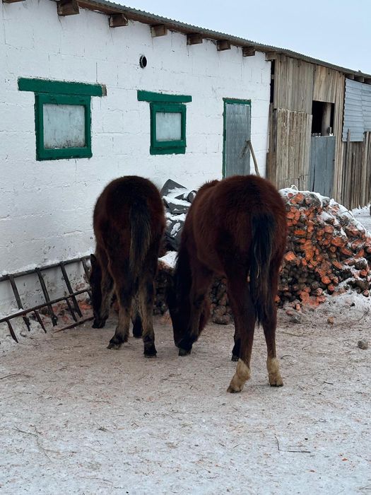 Продам, тайчиков