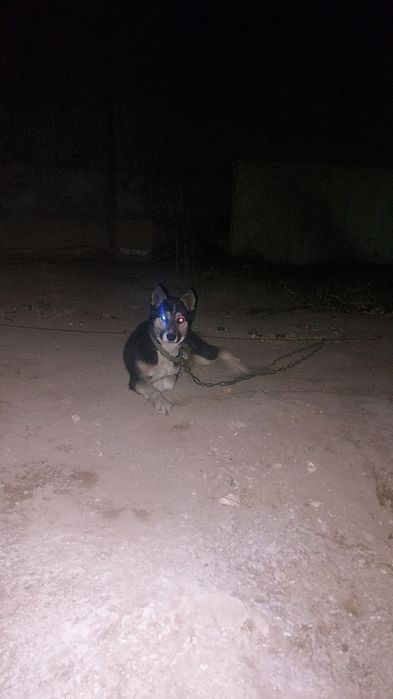 Лайка хаски шатыс