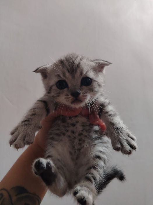 Продам котят шотландских