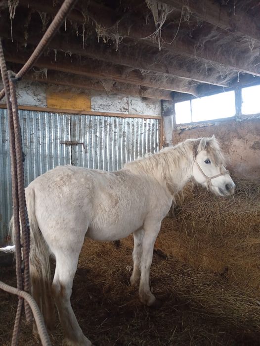 Продам жеребца-производителя